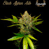 Black Afghan Auto