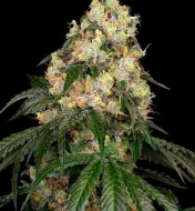 White Biscotti OG XXL