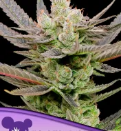 Glowberry Rush Auto