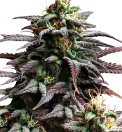 Granddaddy Purple Auto