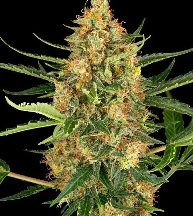 Blueberry Bubblegum Auto