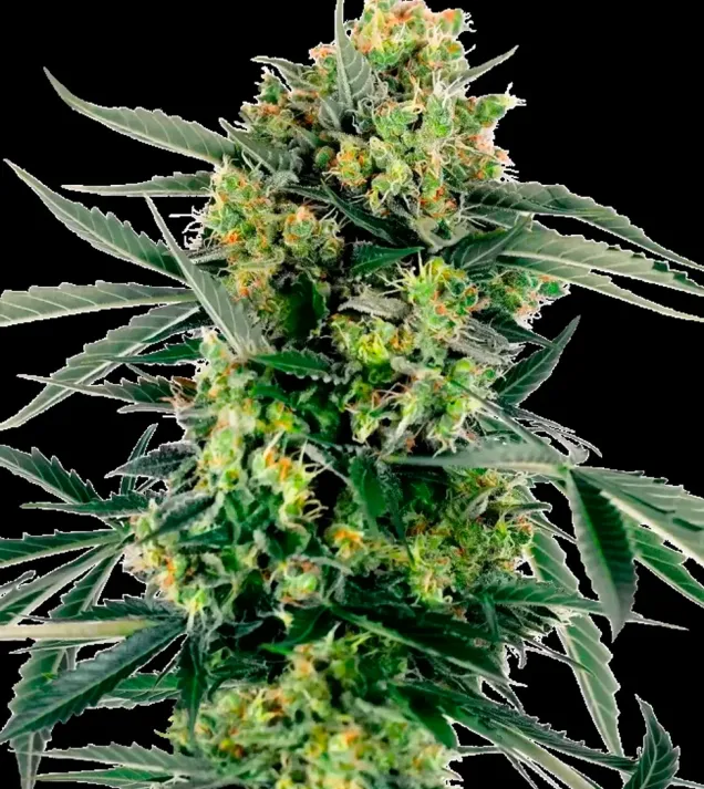 Blueberry Candiez Auto