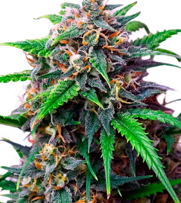 Purple Lemonade Auto