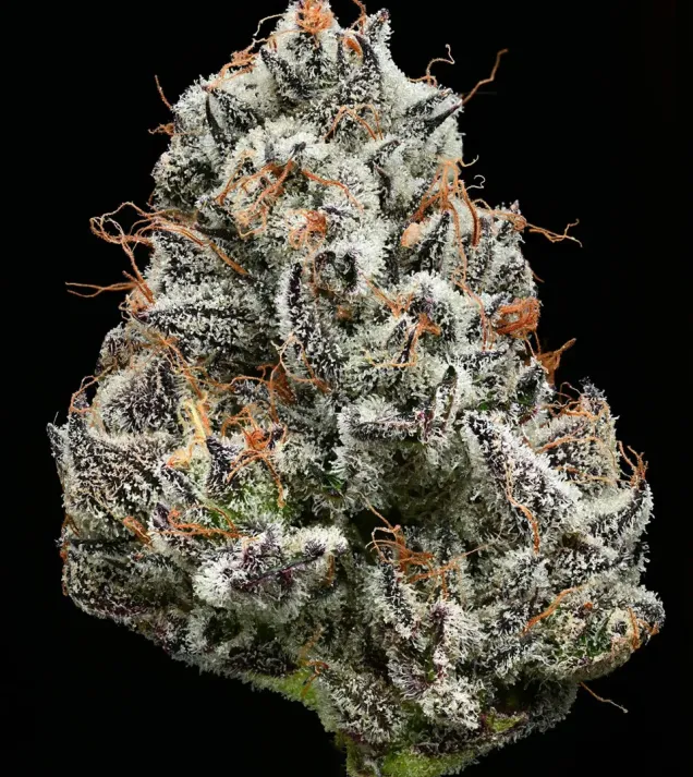 Black Cherry Gushers