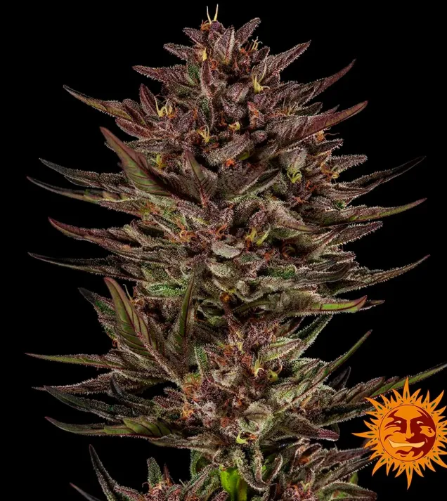 Frosted Zinn x Cookie Dog Auto