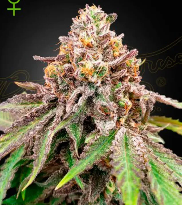 Blue Haze X Gelato 41 Auto