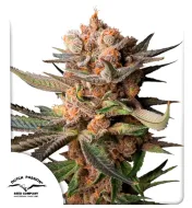 Auto Frozen Biscotti