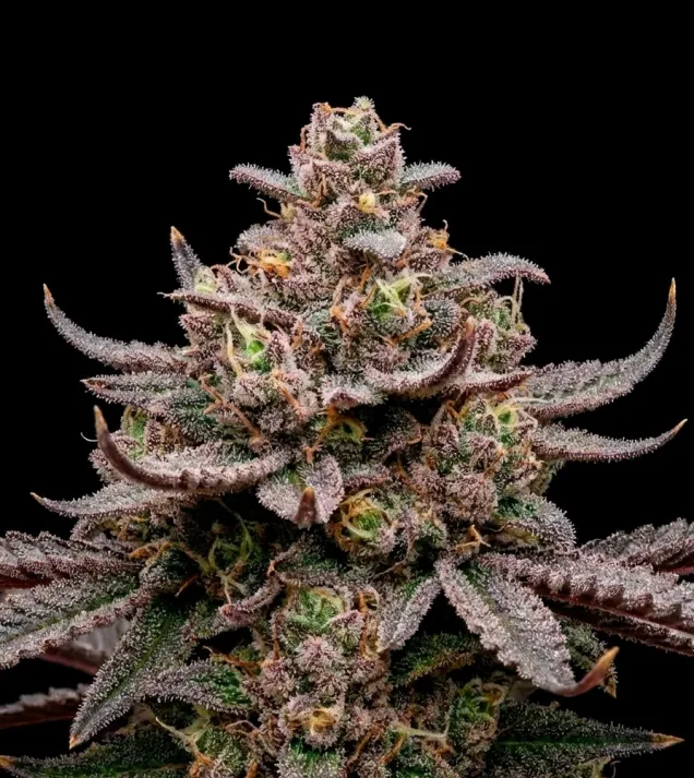 Blueberry Muffin Auto