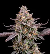 Jet Fuel Gelato Auto