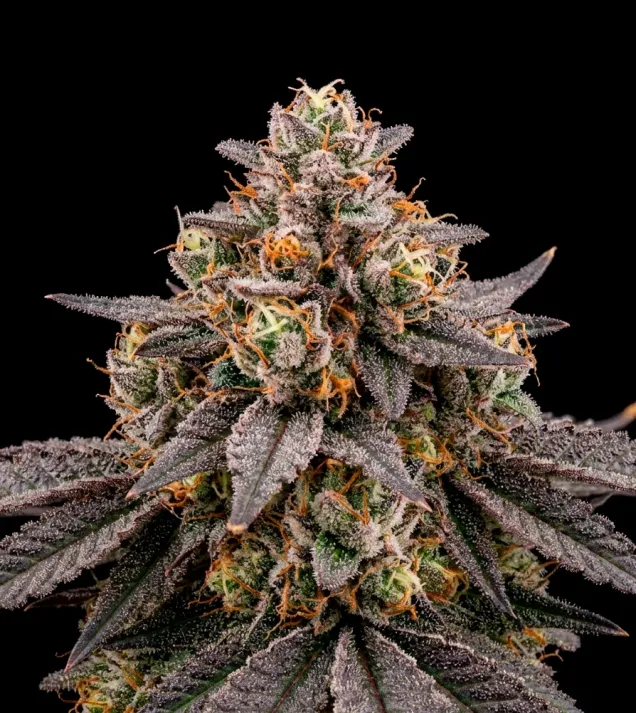 Lemon Cherry Gelato Auto