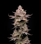 Permanent Marker Auto