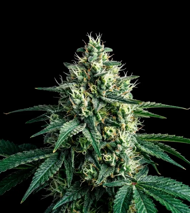 Super Silver Haze Regular