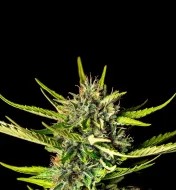 Strawberry Haze Auto