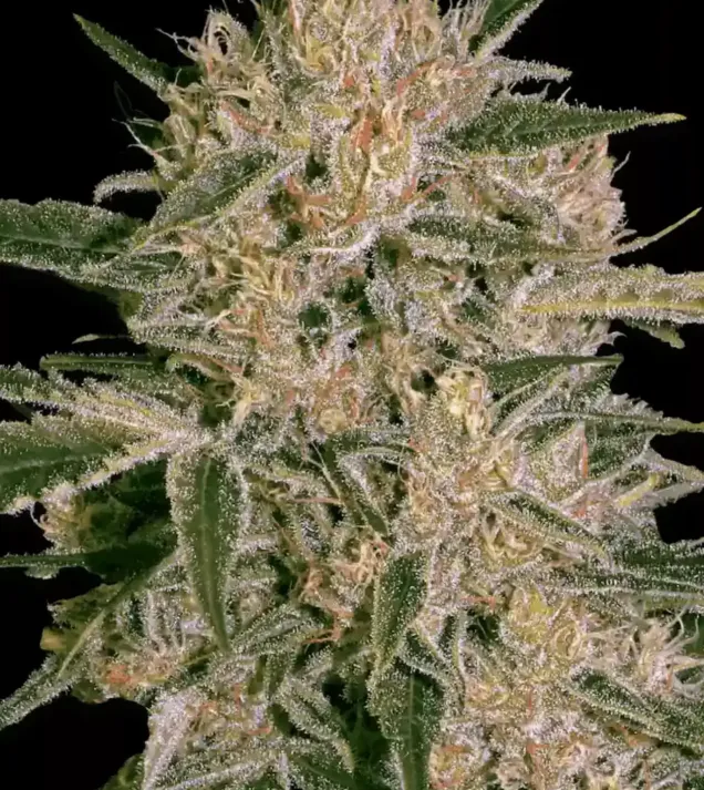 Nebula II CBD VÝPRODEJ