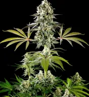 Amnesia Haze Go Fast