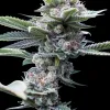 Alien Cookies