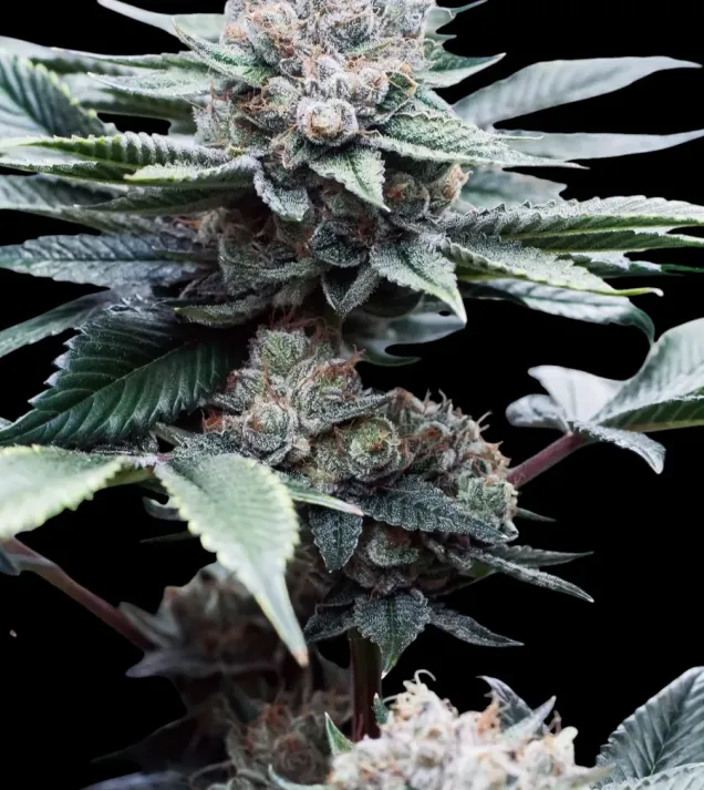 Alien Cookies