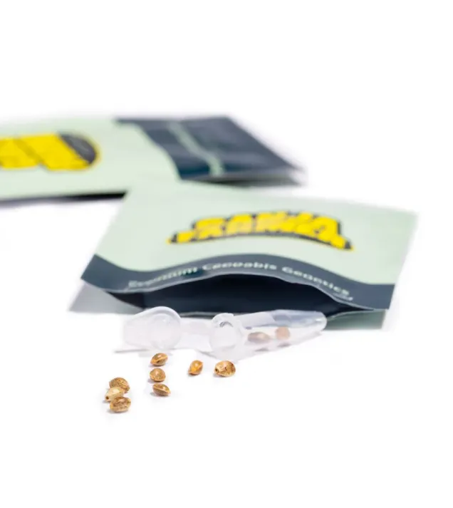 King Louis