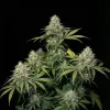 Animal Cookies