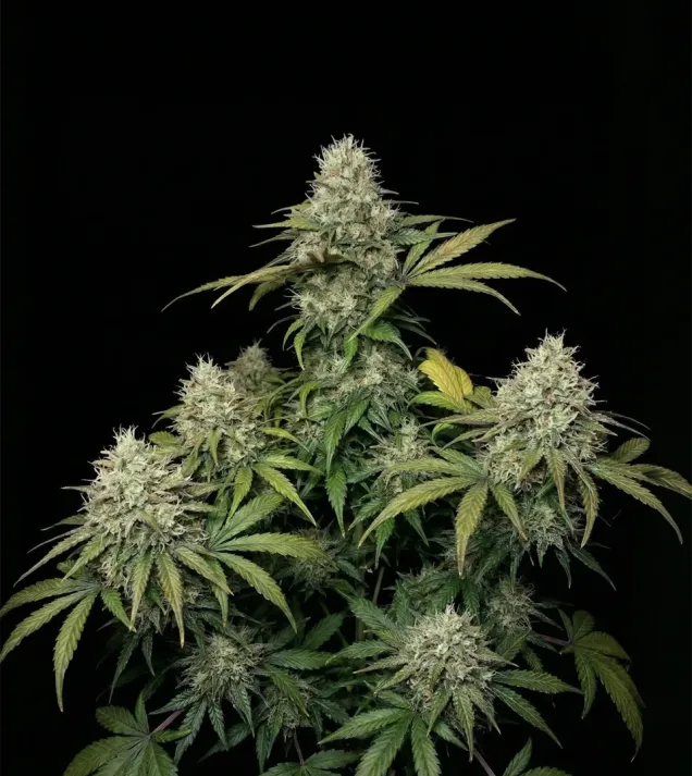 Animal Cookies