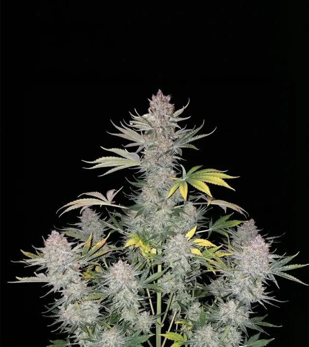 Blueberry Regular
