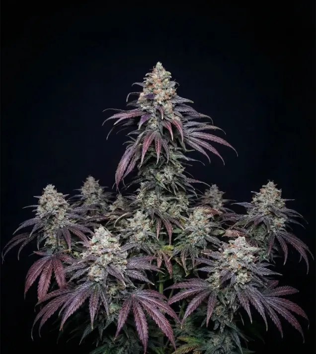 Bruce Banner x White Russian