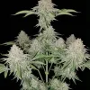 Cookies Kush