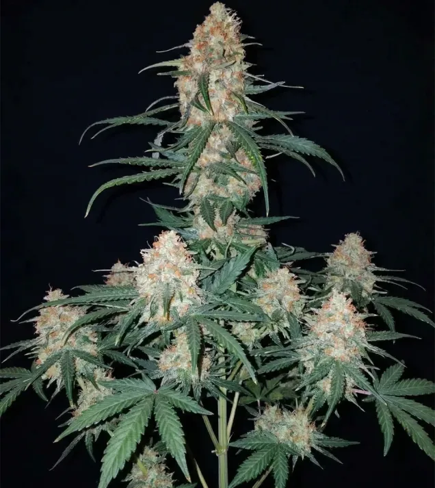 Critical 3.0
