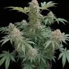 Gelato 33