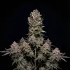 Mendo Breath Auto