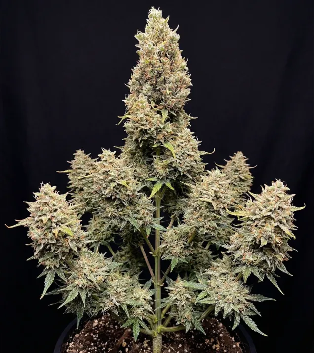 Tangerine Dream Auto