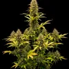 Acapulco Gold
