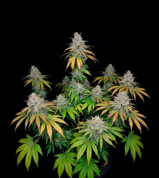Afghan