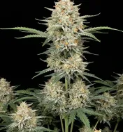 AK 47 Auto