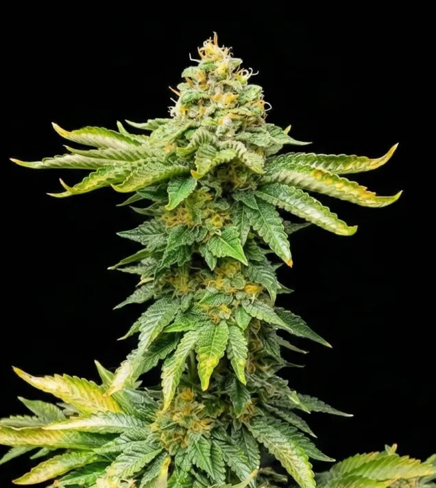 AK 47 Fast