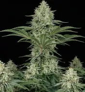 AK 47