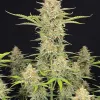 Amnesia Auto