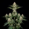 Bruce Banner Fast