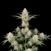 Cookies And Cream Auto