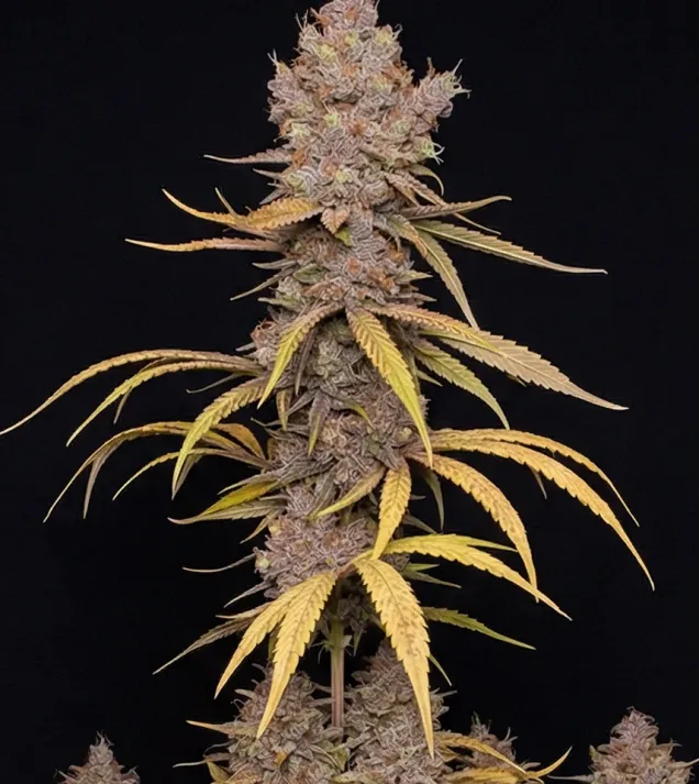 Durban Poison Fast