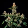 G13 Auto