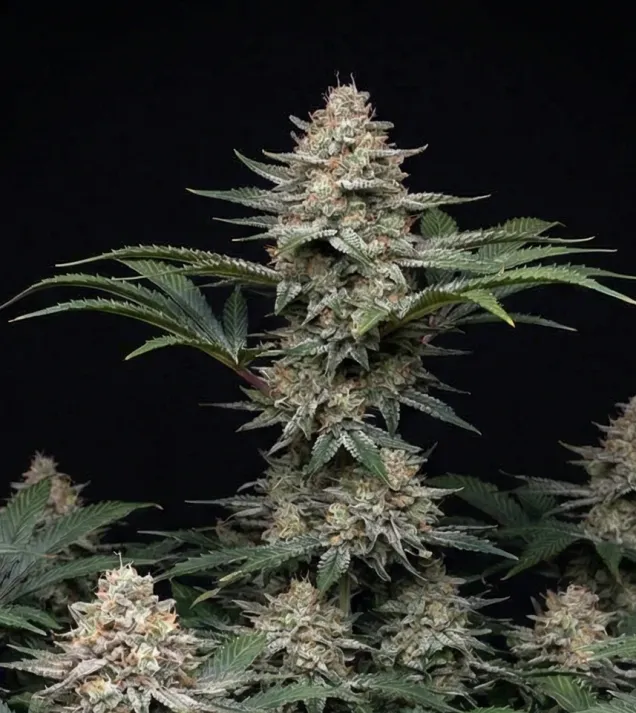 Godfather OG