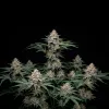 Godfather OG