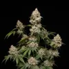 Gorilla GG4 Regular