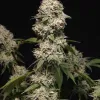 Gorilla GG4 Regular