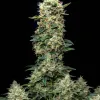 Grandaddy Purple Auto