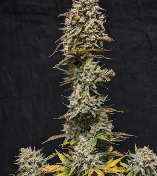 Kush Mints Fast