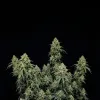 OG Kush Auto