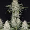 Orange Sherbet
