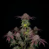 Purple Lemonade Auto